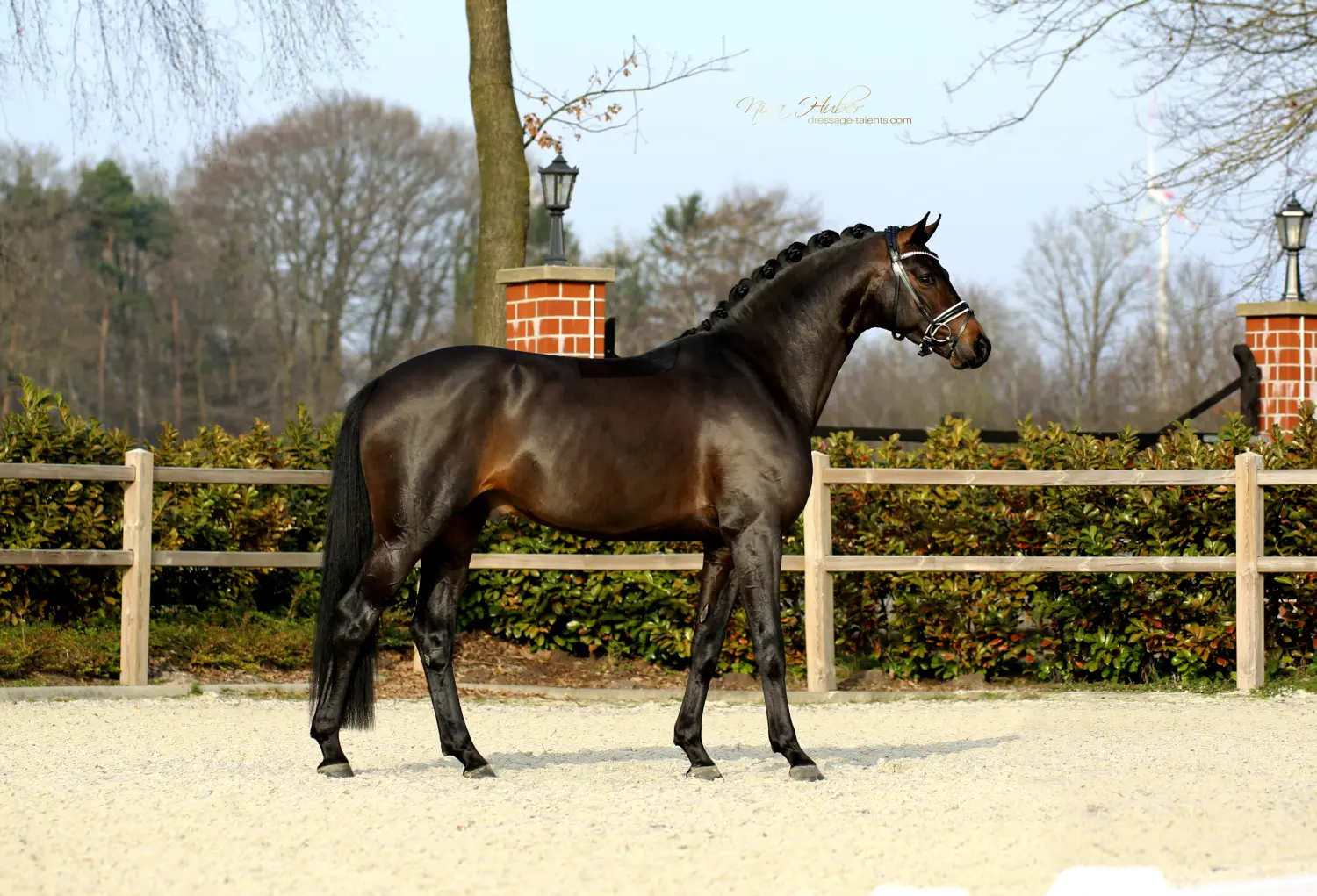 Dressage Talents - photography - horses