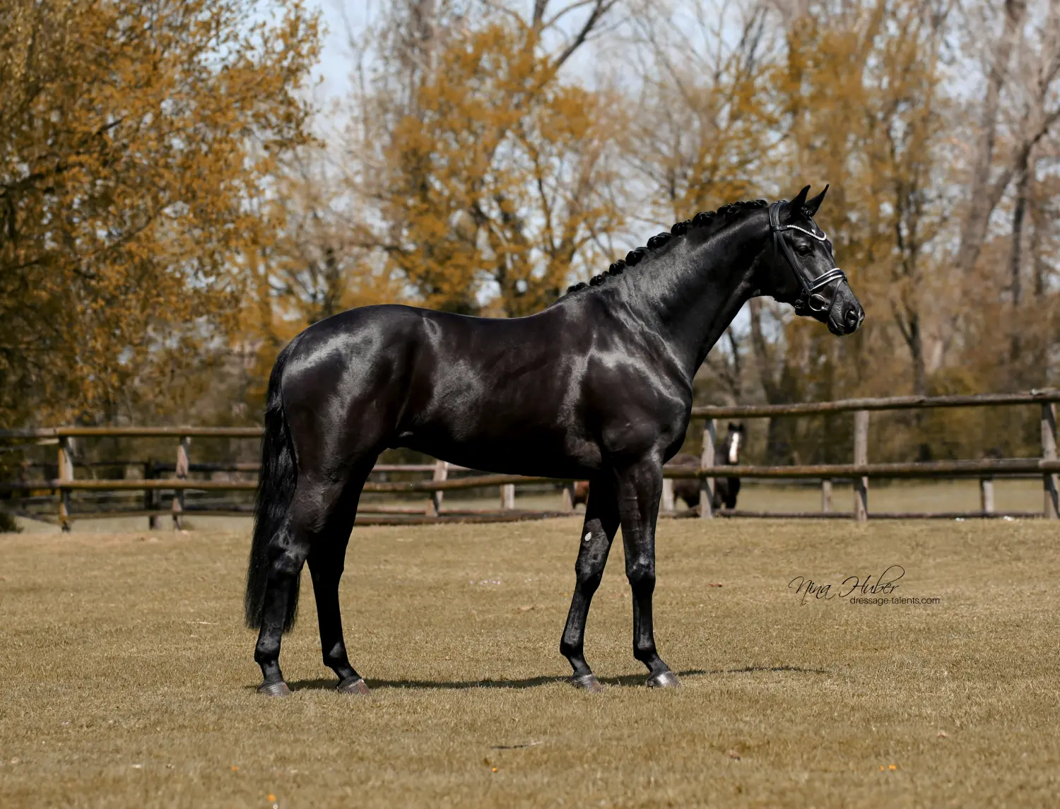 Dressage Talents - photography - horses
