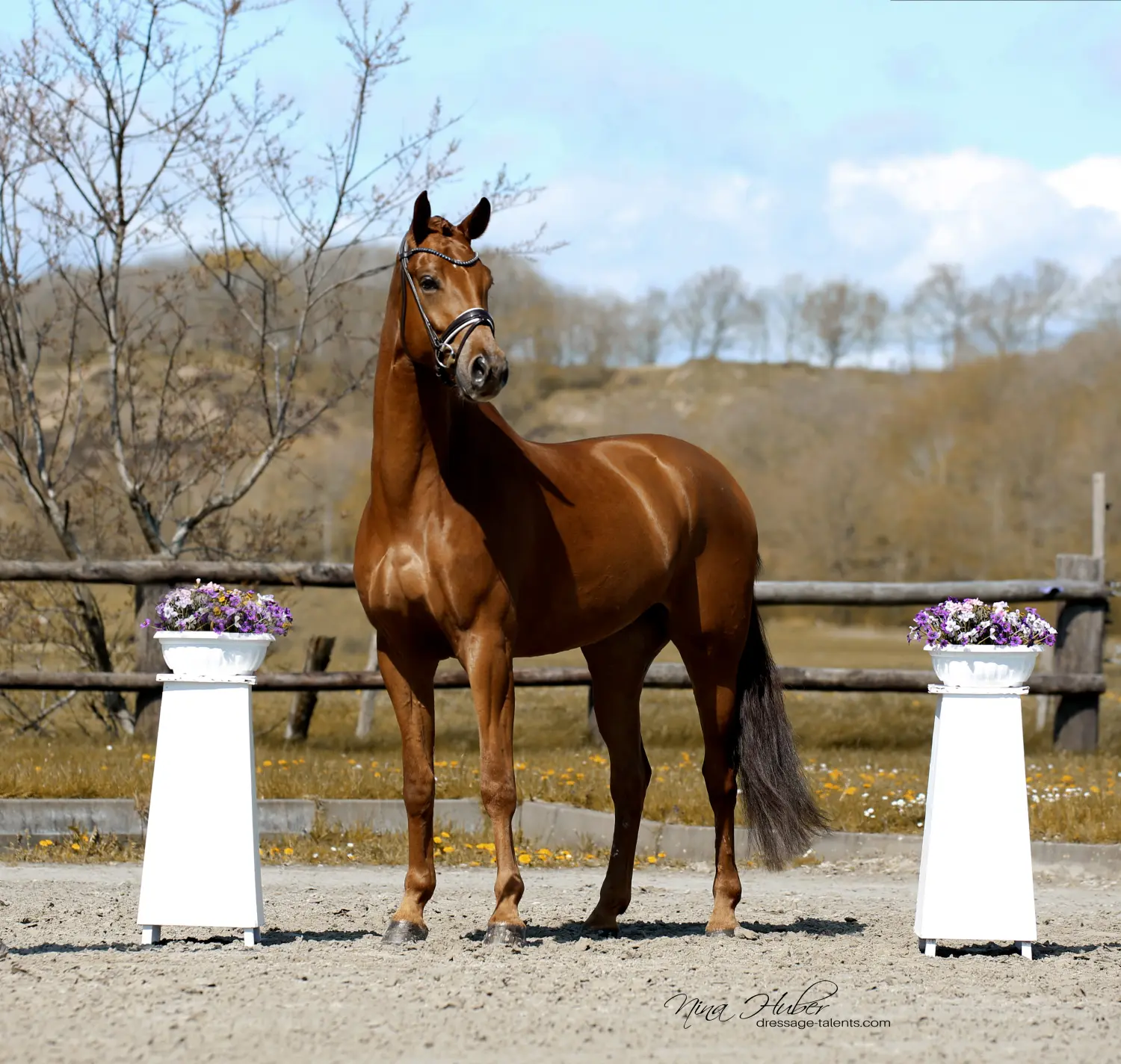 Dressage Talents - photography - horses