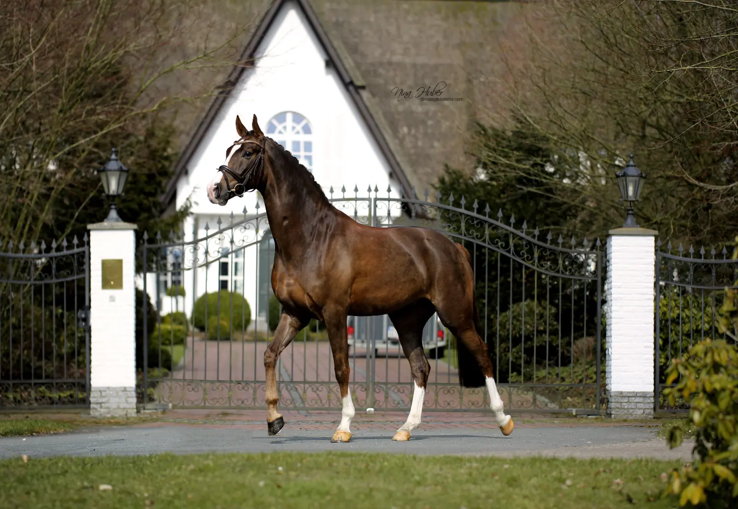 Dressage Talents - photography - horses