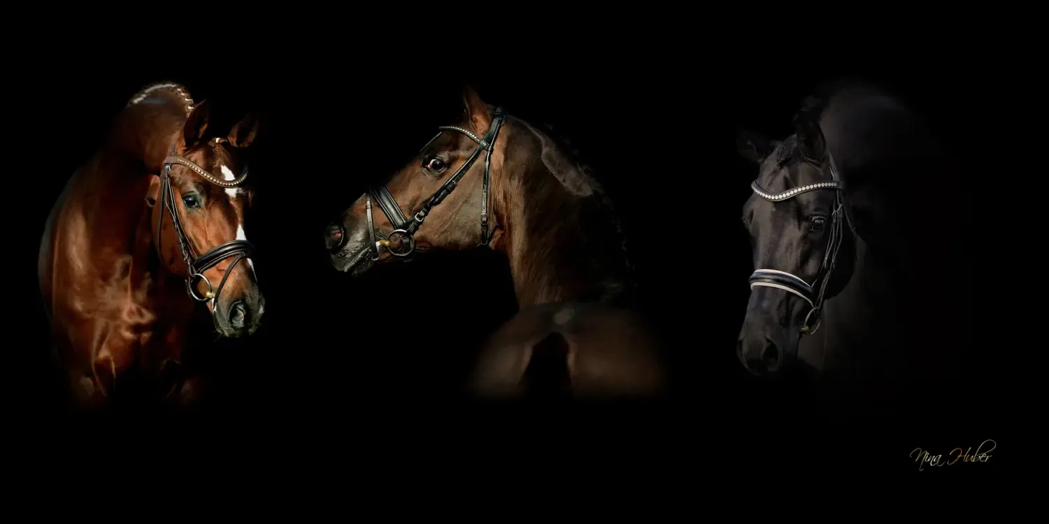 Dressage Talents - photography - horses