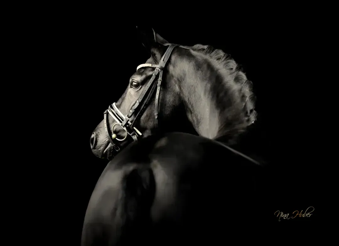 Dressage Talents - photography - horses