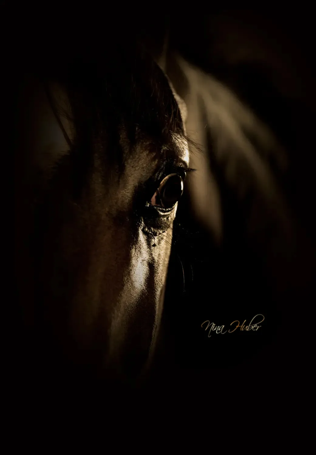 Dressage Talents - photography - horses