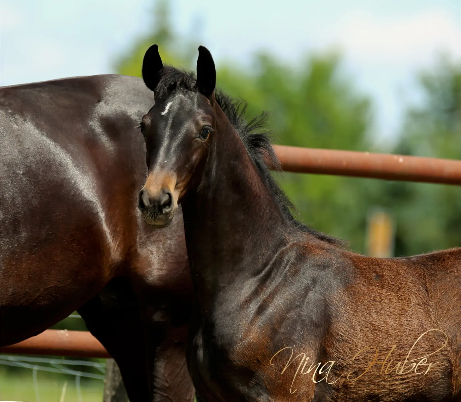 Dressage Talents - photography - horses