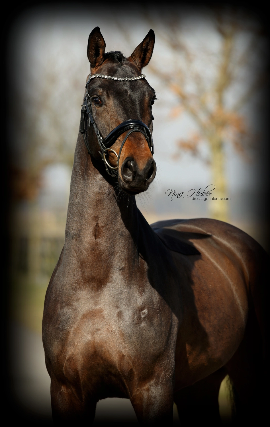 Dressage Talents - photography - horses