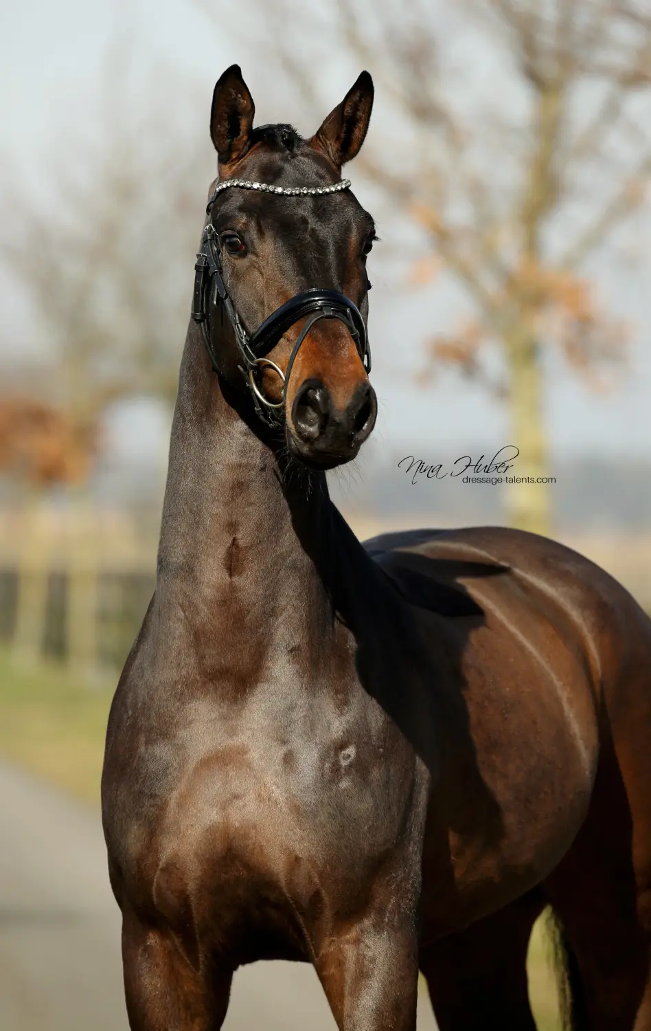 Dressage Talents - Fotografie - Pferd Du Valier