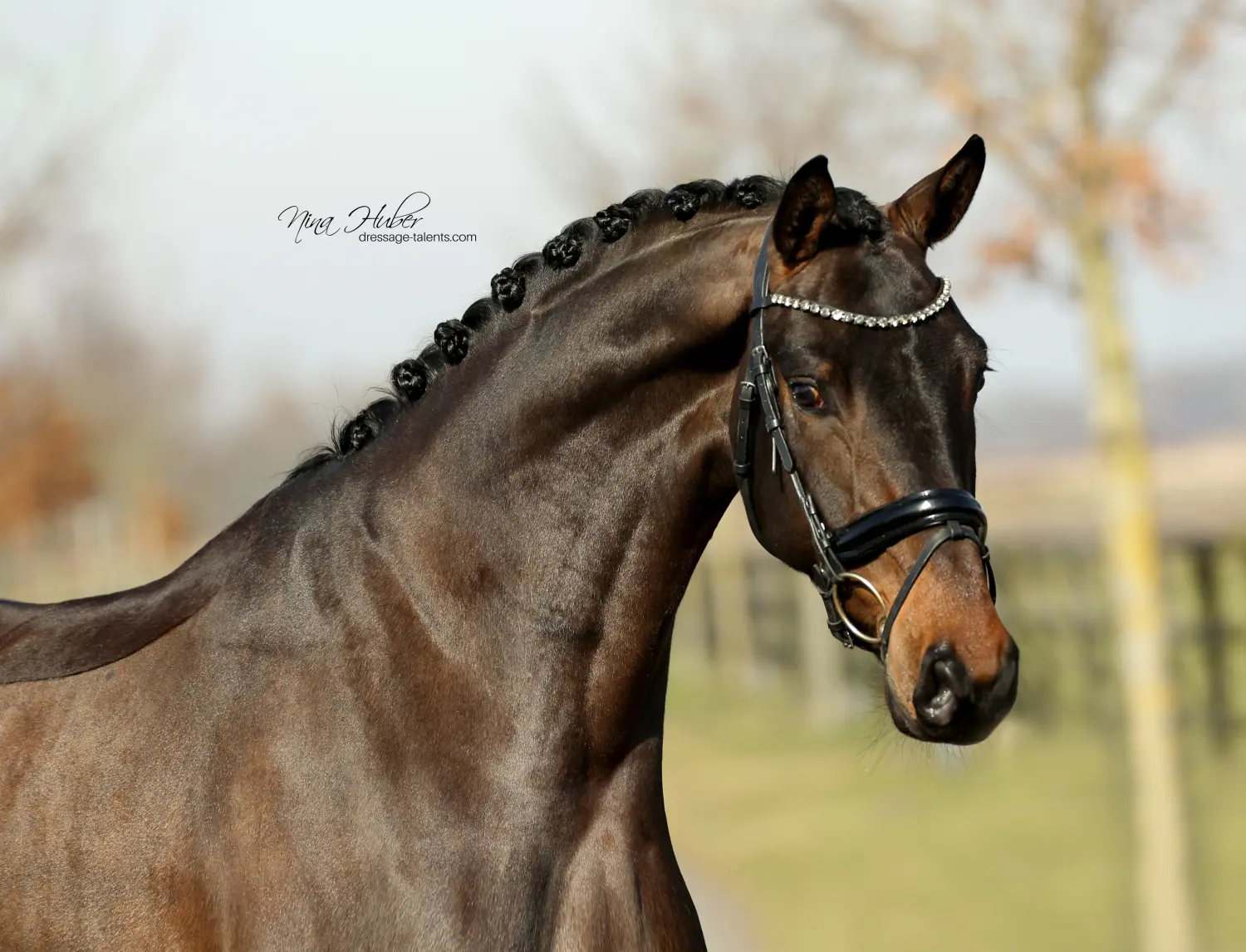 Dressage Talents - Fotografie - Pferd Du Valier