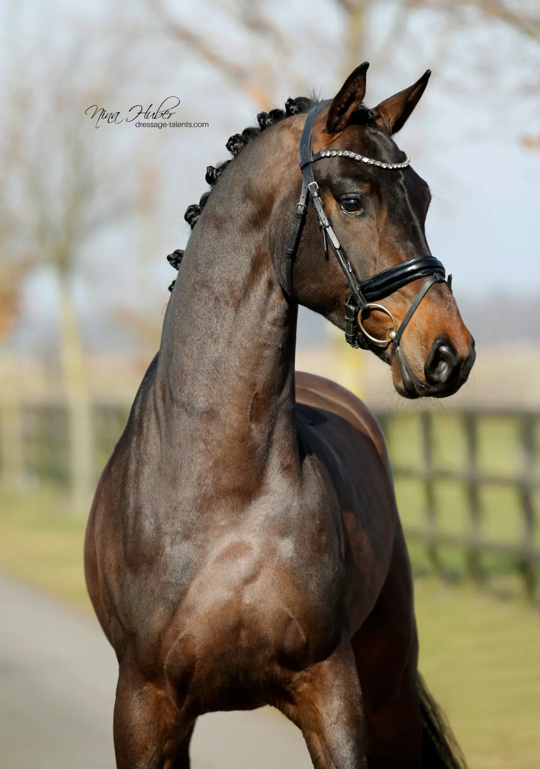 Dressage Talents - Fotografie - Pferd Du Valier