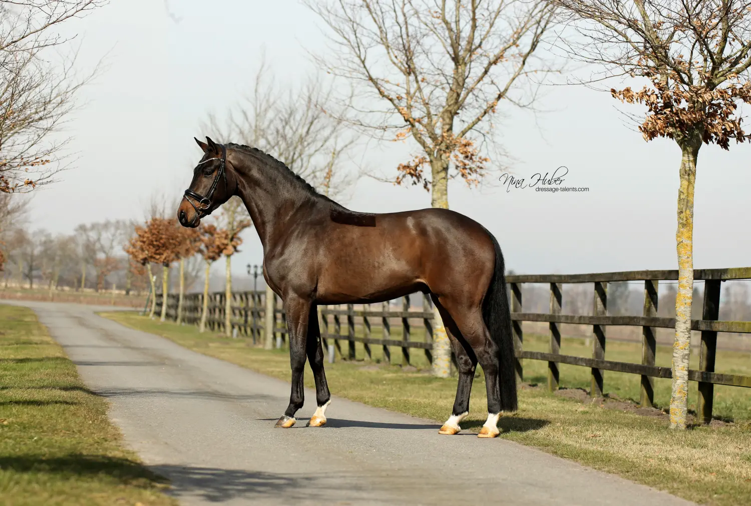 Dressage Talents - Fotografie - Pferd Du Valier