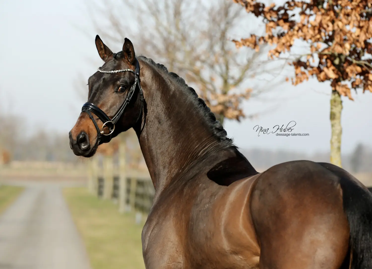 Dressage Talents - Fotografie - Pferd Du Valier