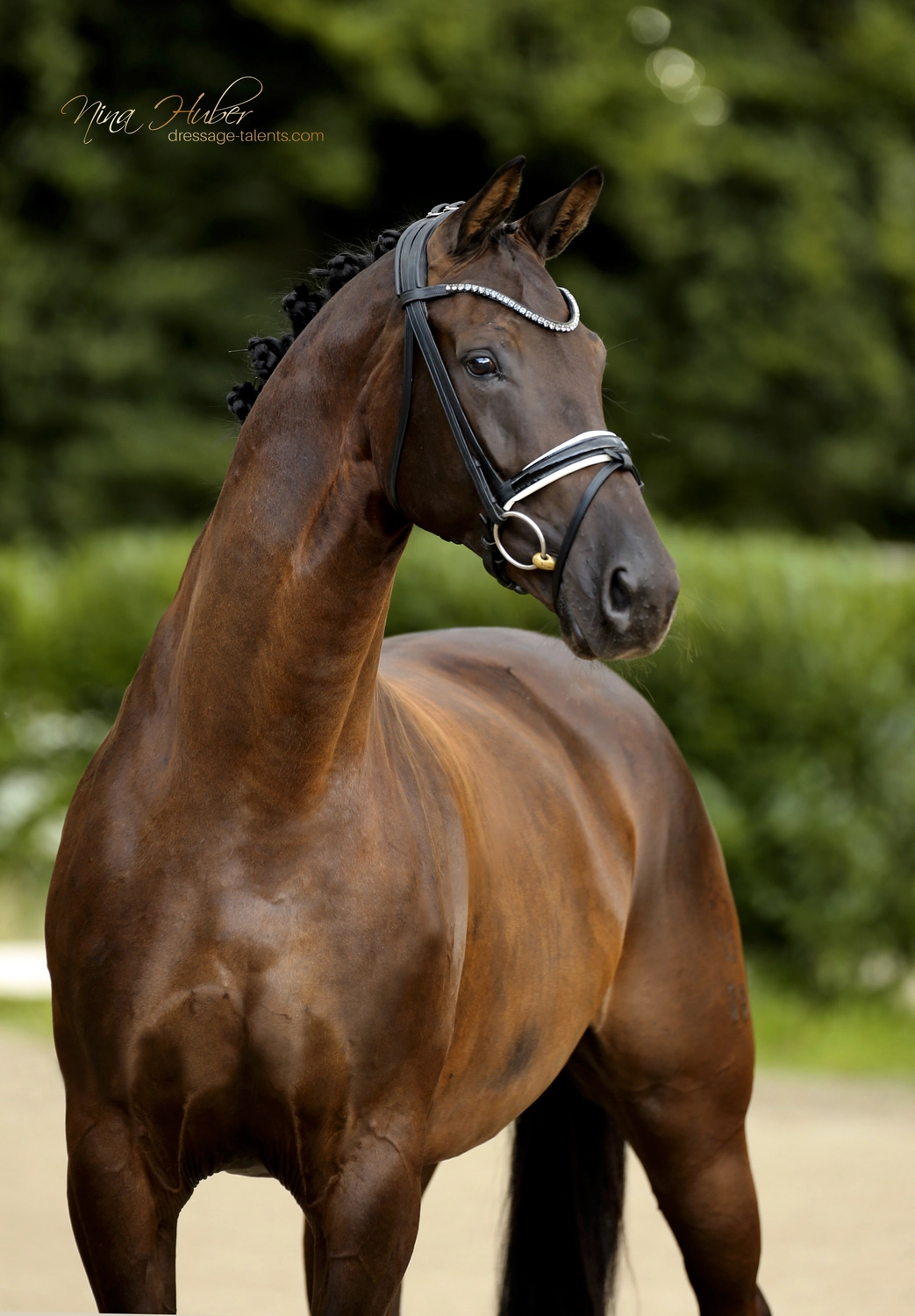 Dressage Talents - photography - horse D`Estella
