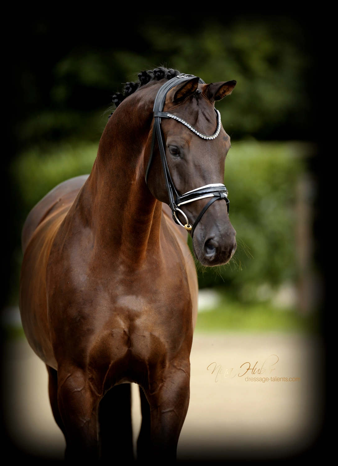 Dressage Talents - photography - horse D`Estella