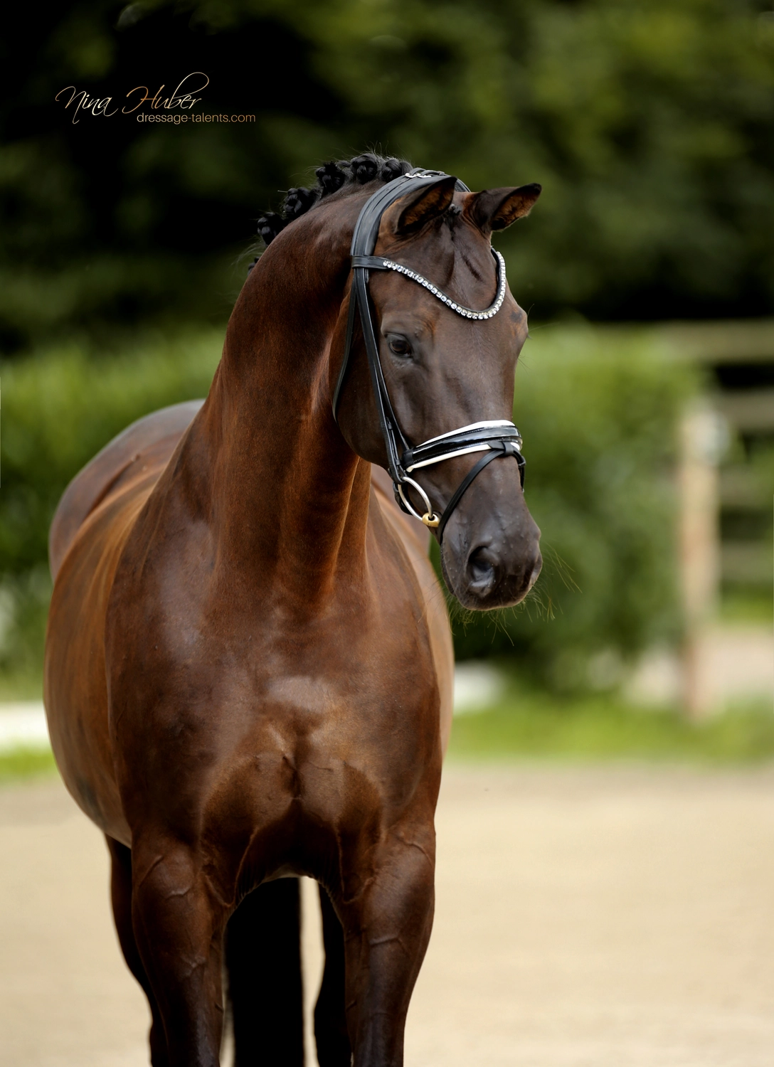Dressage Talents - photography - horse D`Estella