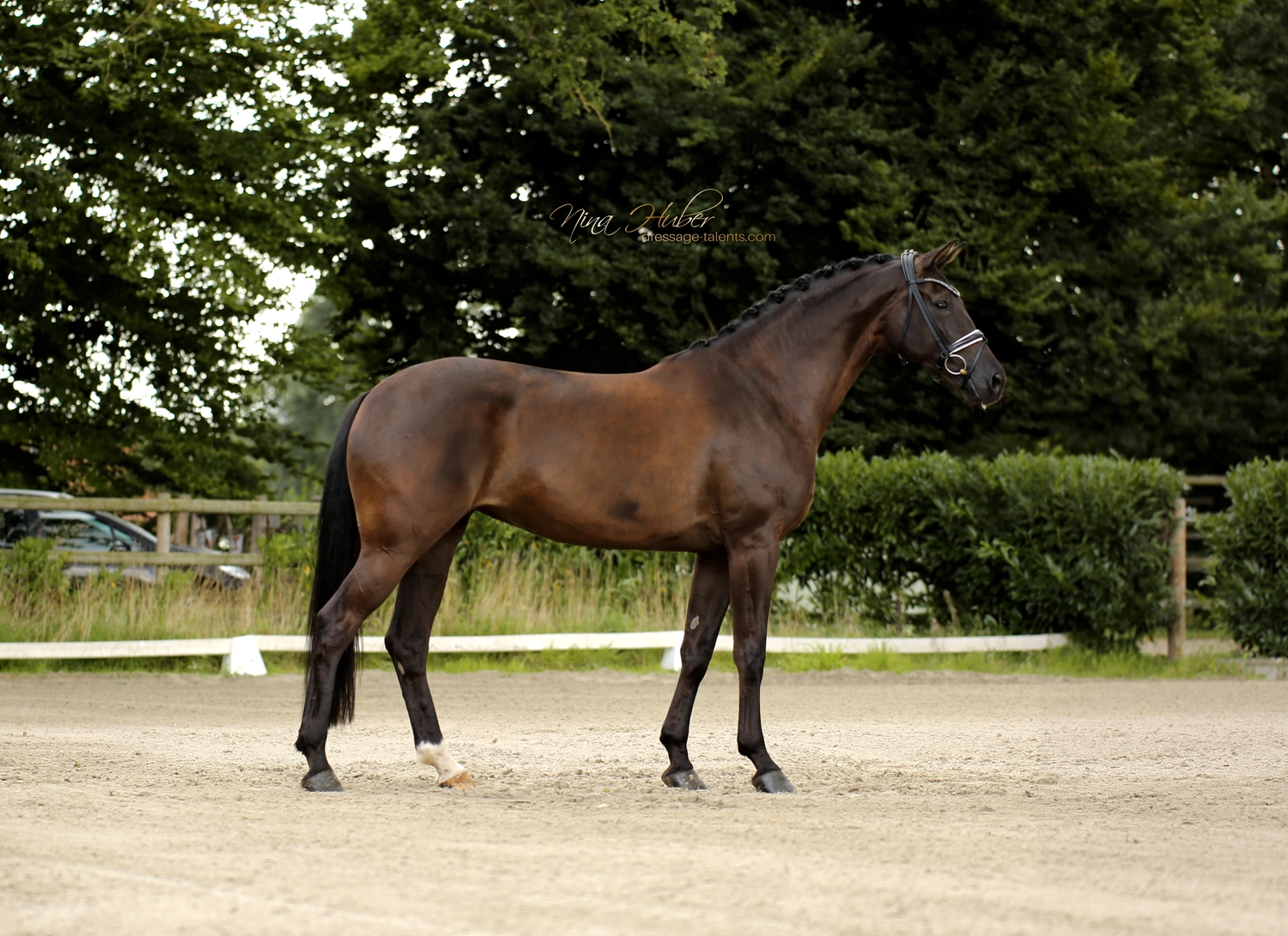 Dressage Talents - photography - horse D`Estella