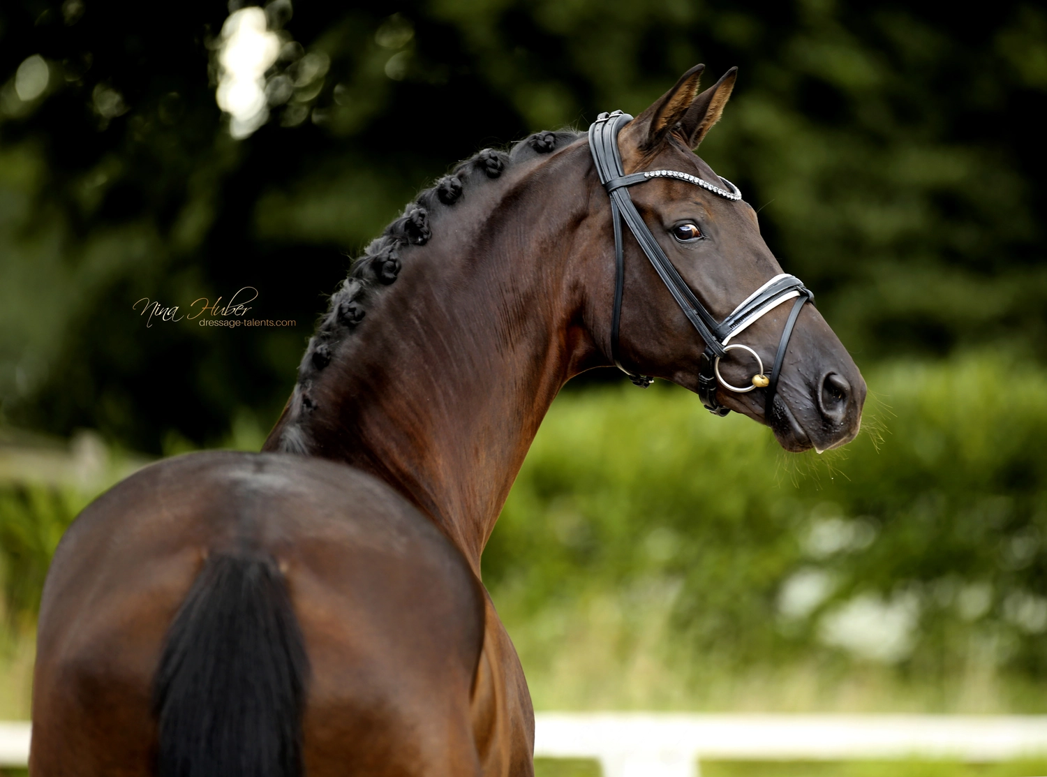 Dressage Talents - photography - horse D`Estella