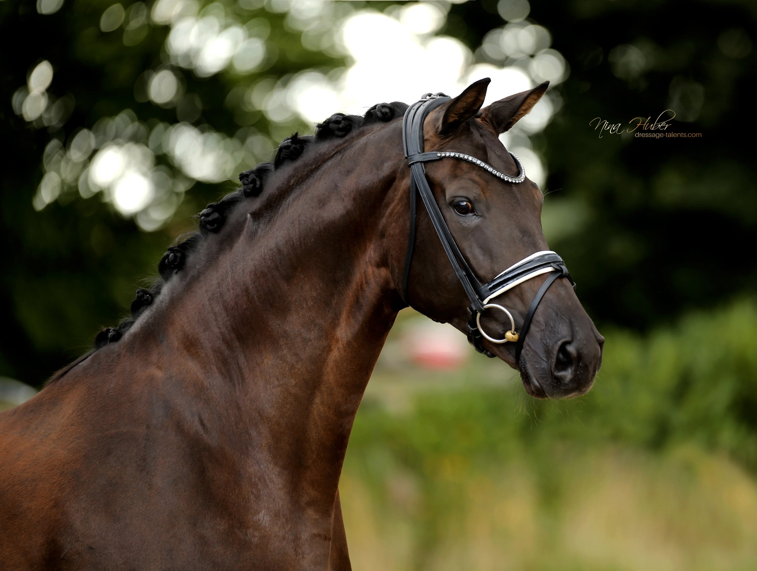 Dressage Talents - photography - horse D`Estella
