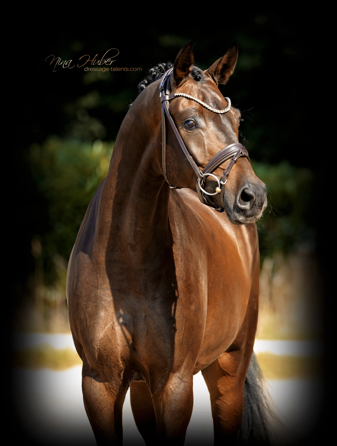 Dressage Talents - photography - horses