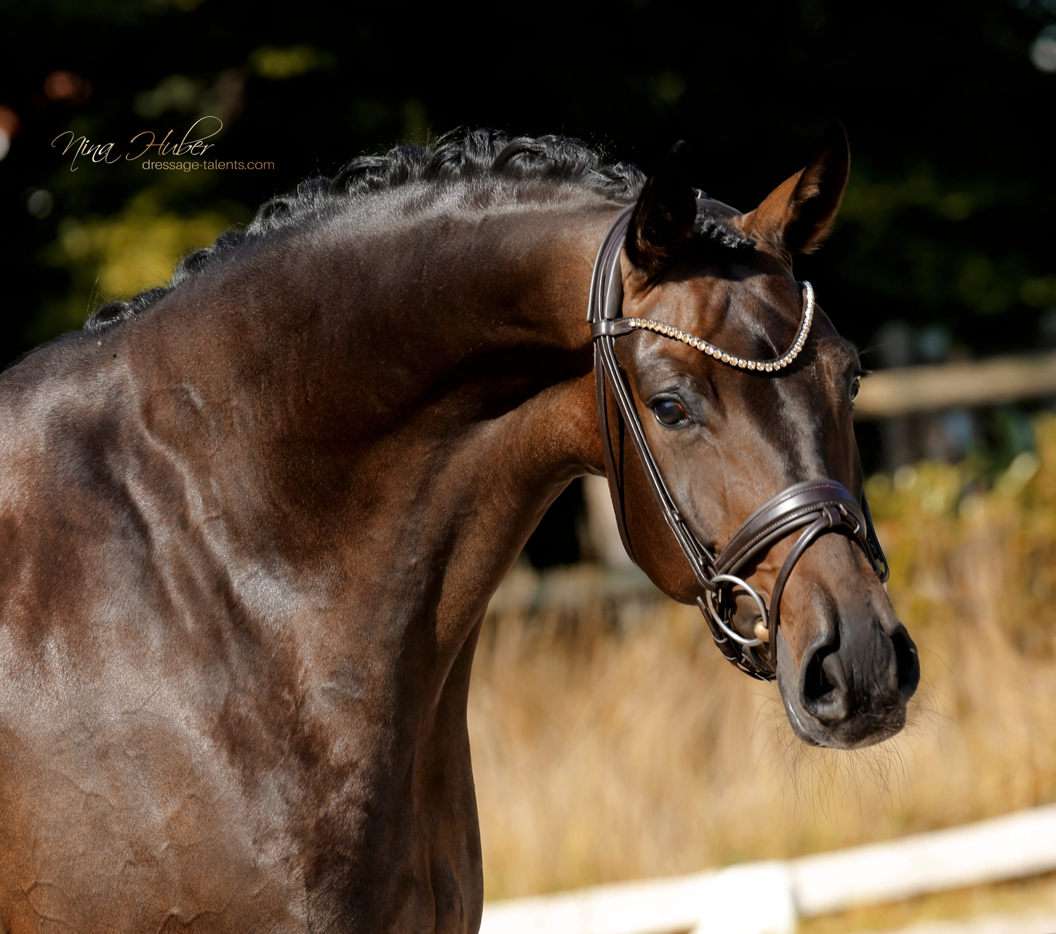 Dressage Talents - photography - horse Fatisse