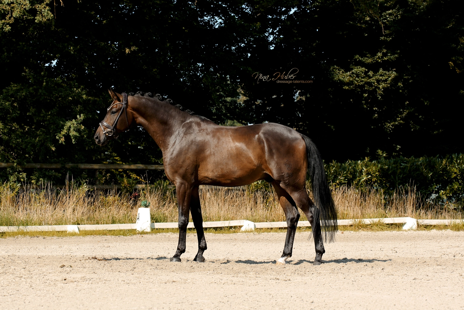Dressage Talents - photography - horse Fatisse
