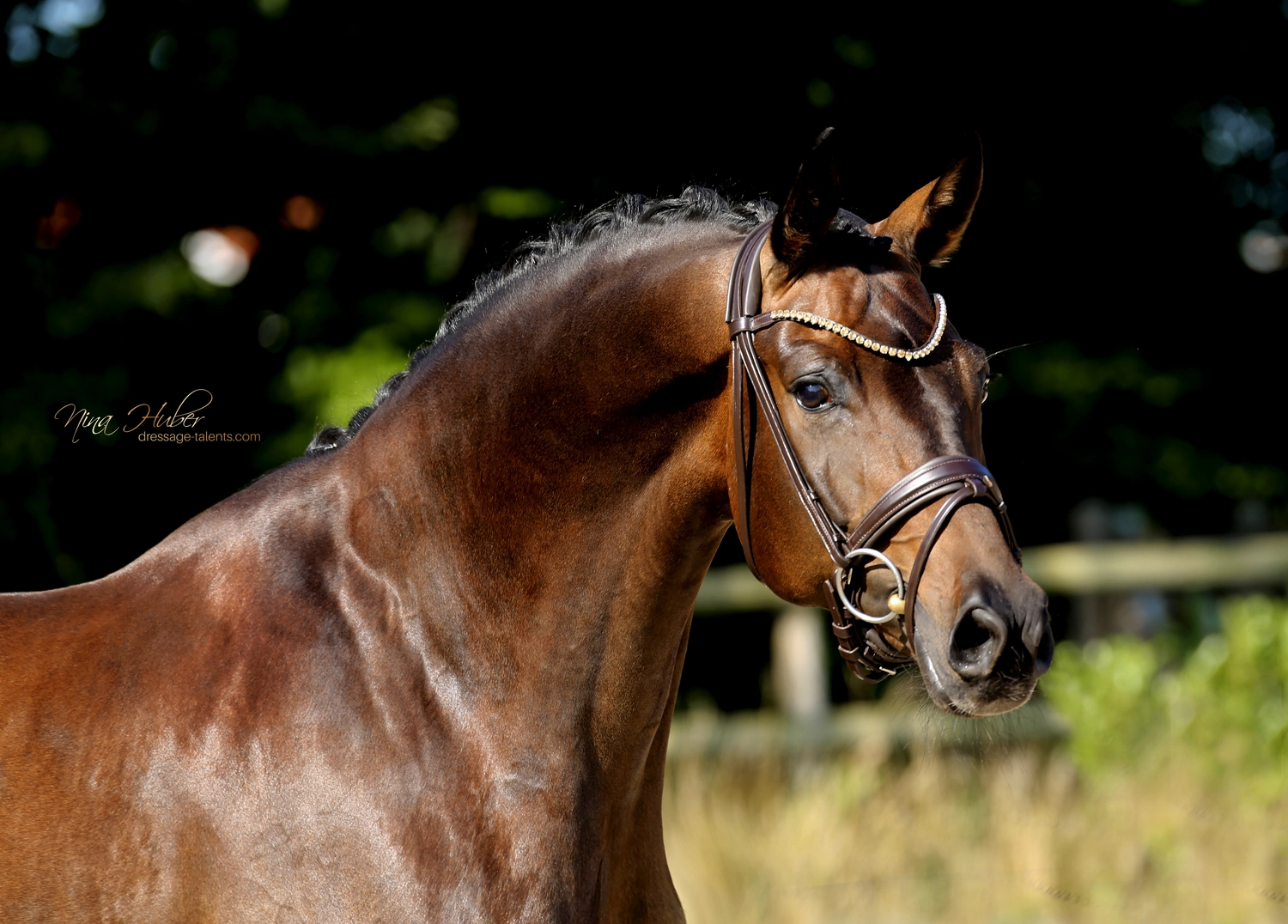 Dressage Talents - photography - horse Fatisse