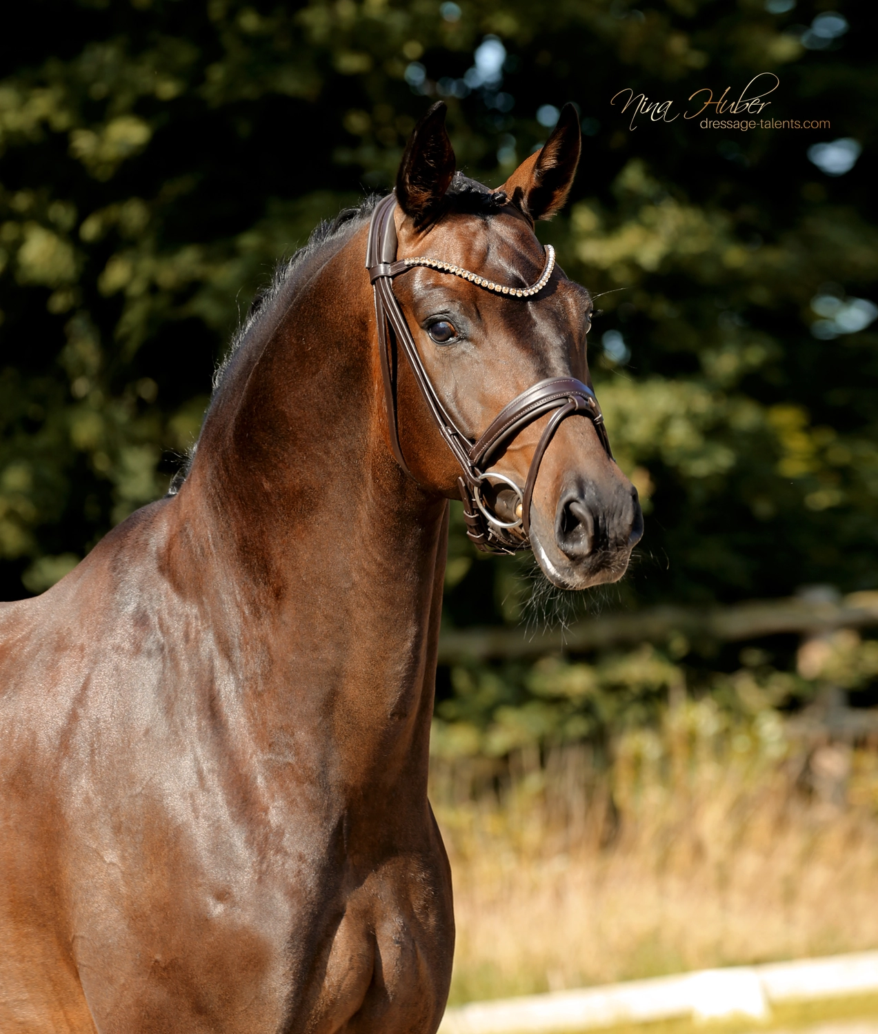 Dressage Talents - photography - horse Fatisse