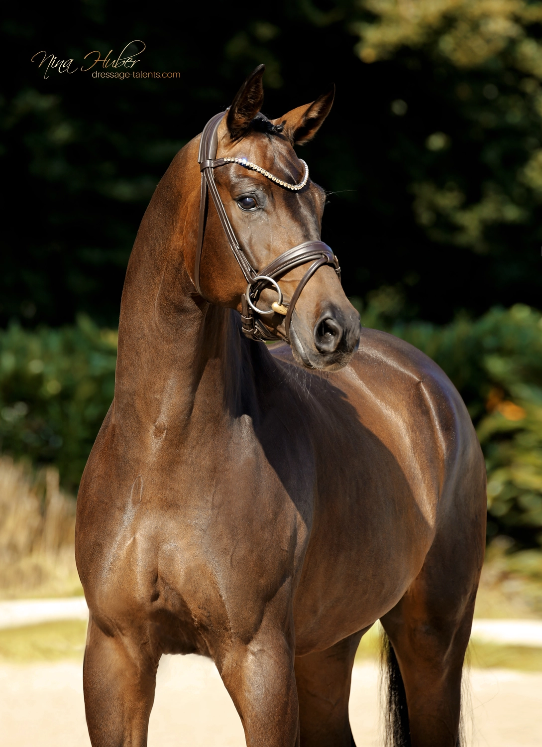 Dressage Talents - photography - horse Fatisse