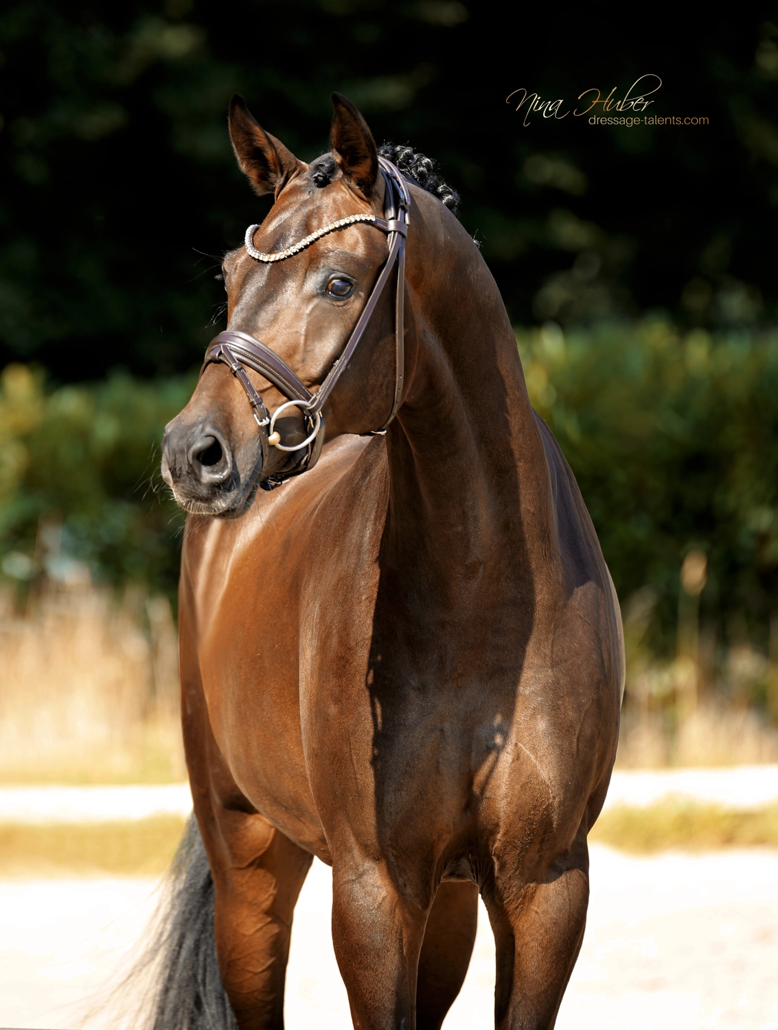 Dressage Talents - photography - horse Fatisse