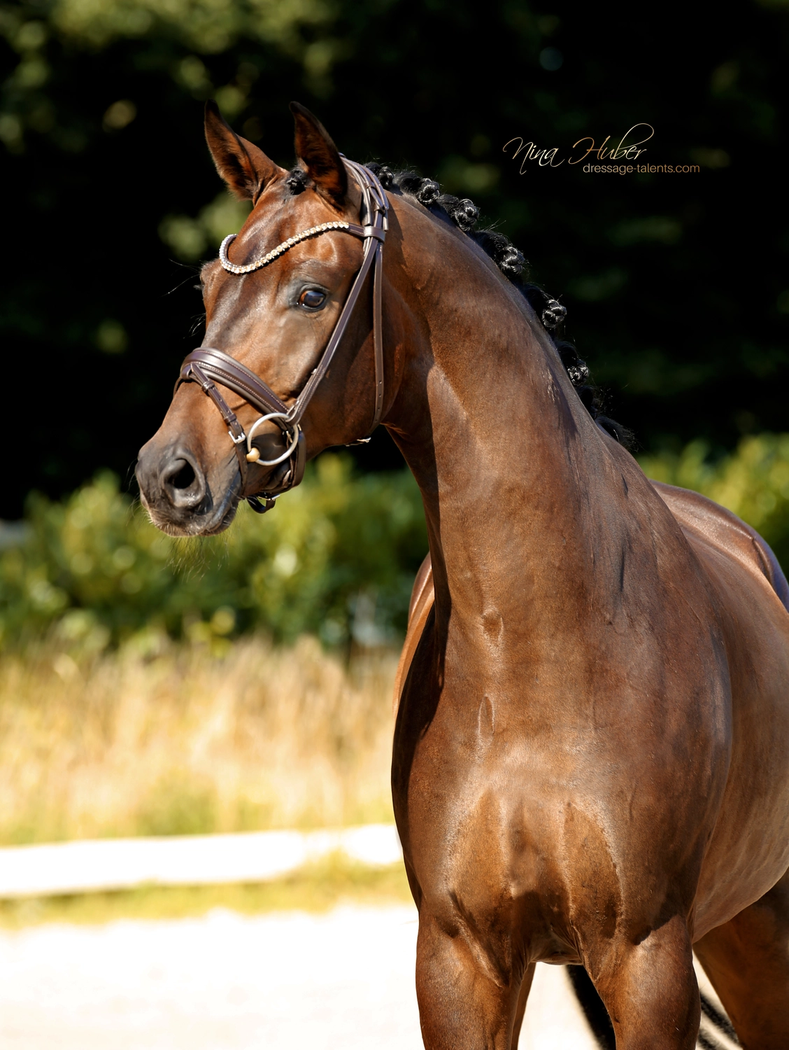 Dressage Talents - photography - horse Fatisse