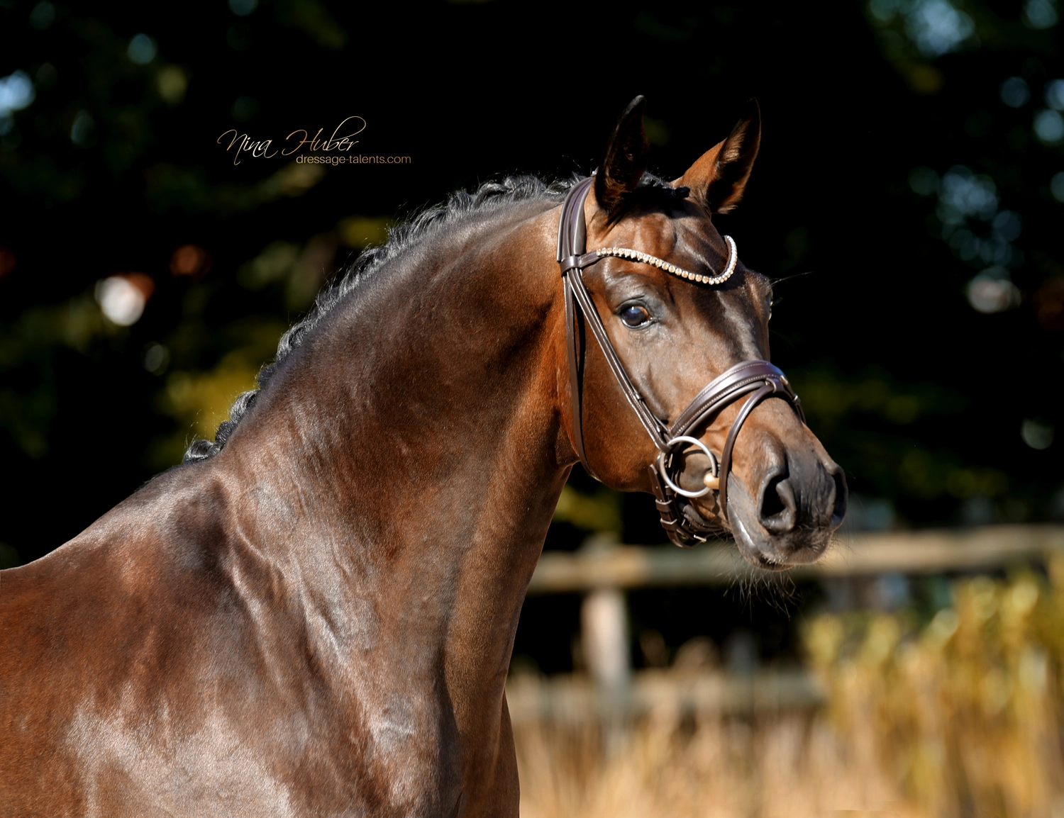 Dressage Talents - photography - horse Fatisse