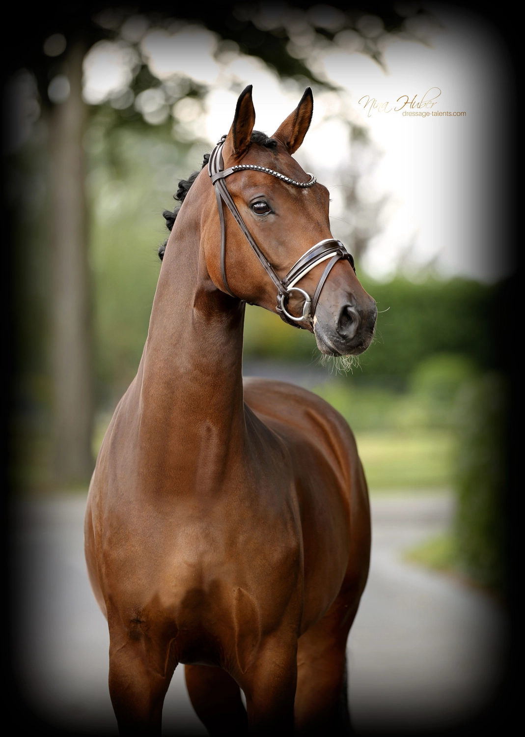 Dressage Talents - photography - horses