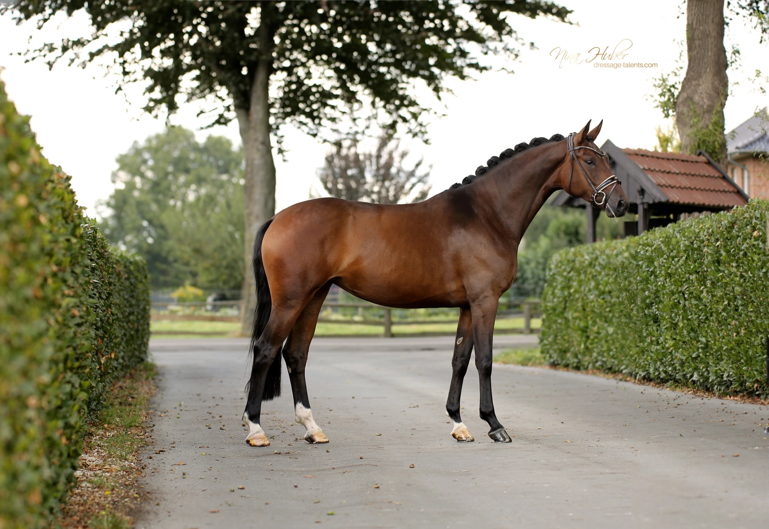 Dressage Talents - photography - horse finesse