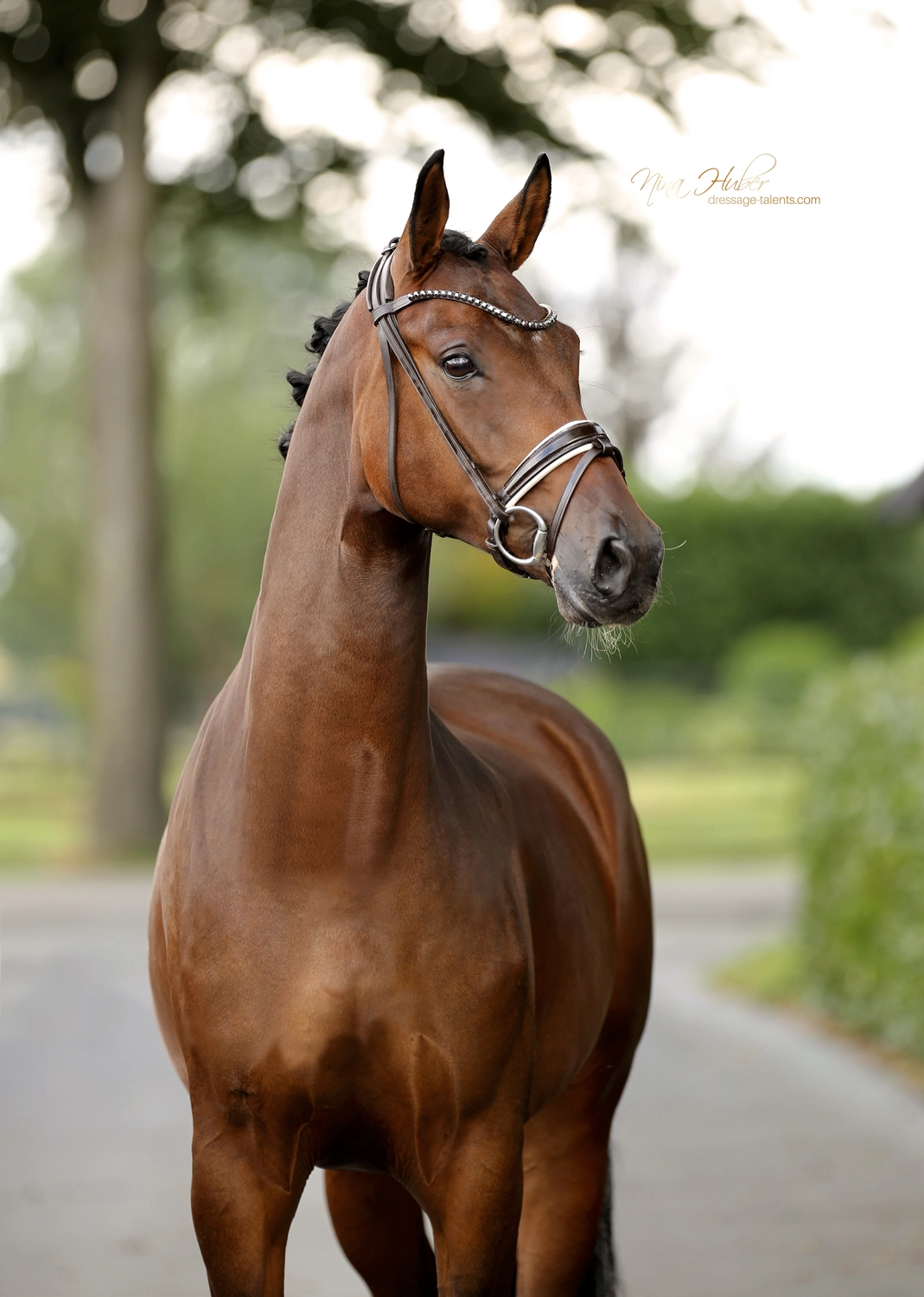 Dressage Talents - photography - horse finesse