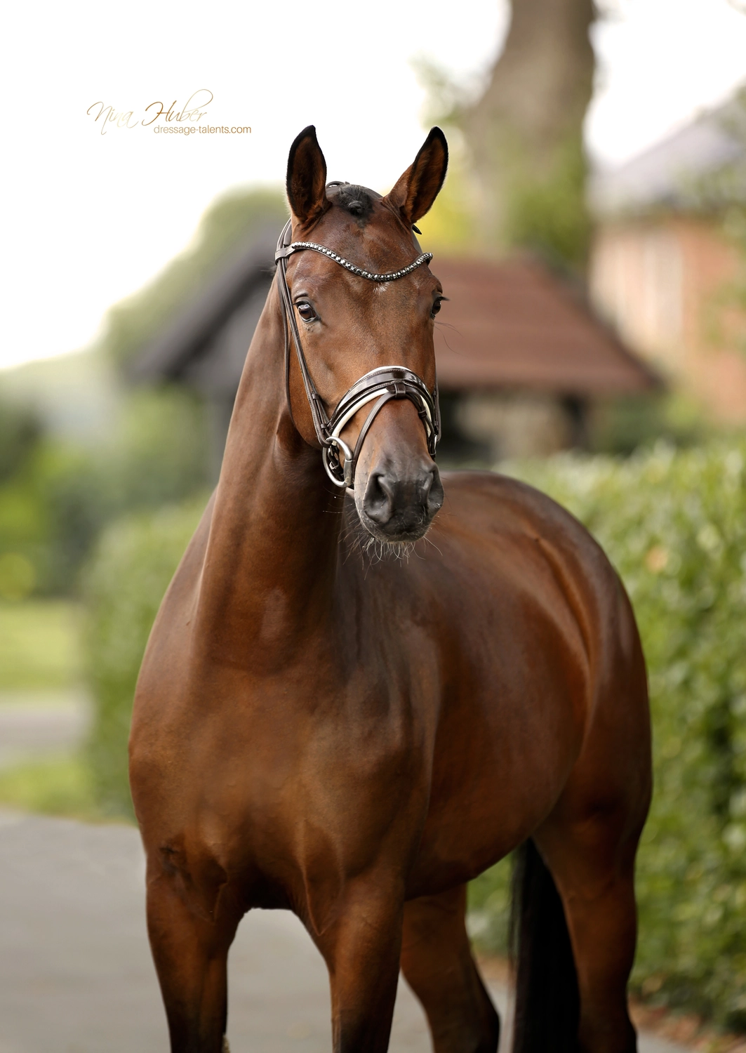Dressage Talents - photography - horse finesse