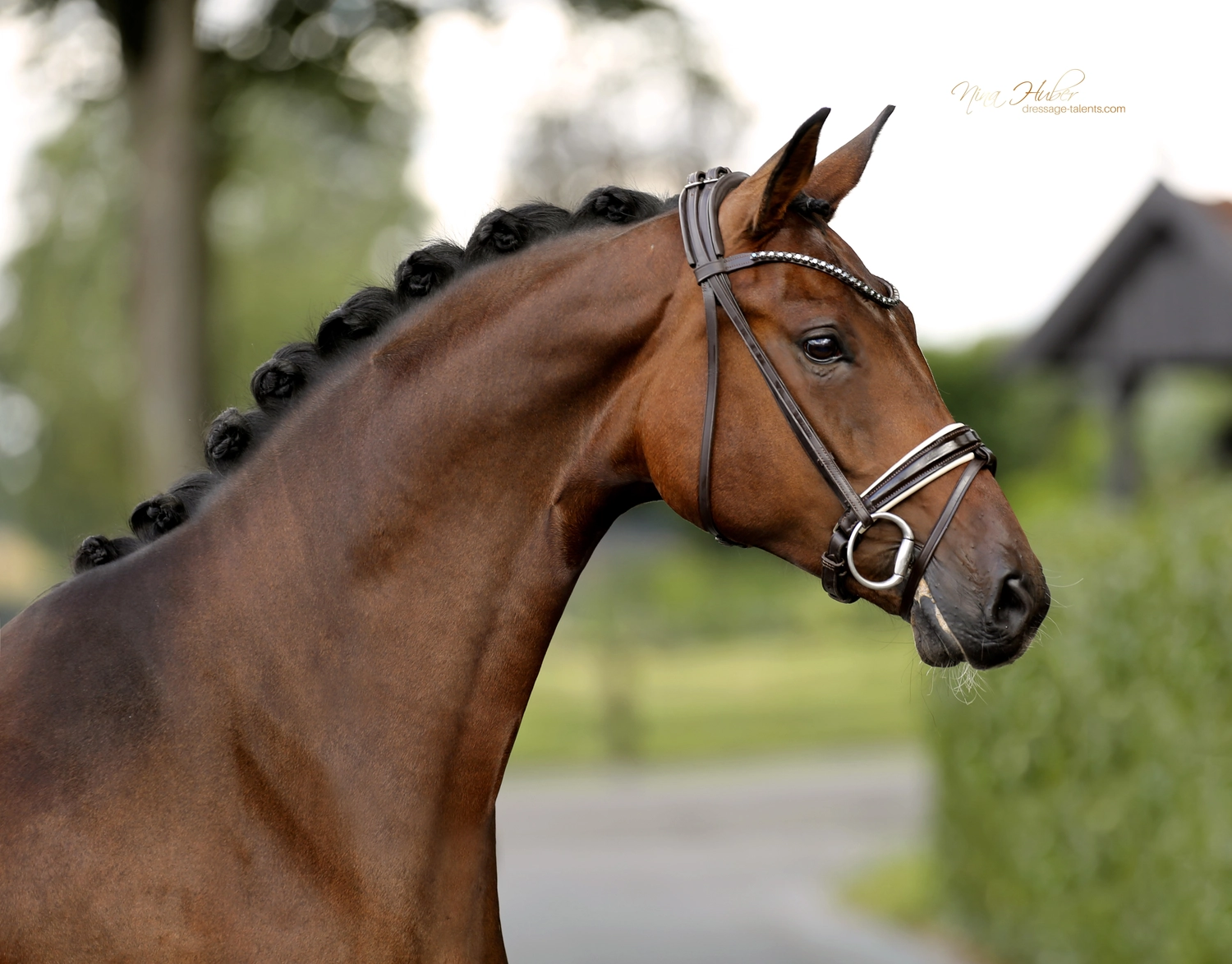 Dressage Talents - photography - horse finesse