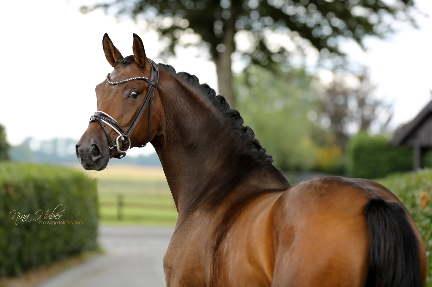 Dressage Talents - photography - horse finesse