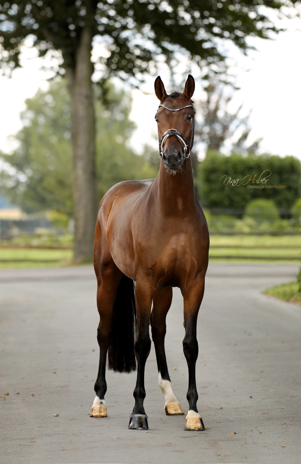 Dressage Talents - photography - horse finesse