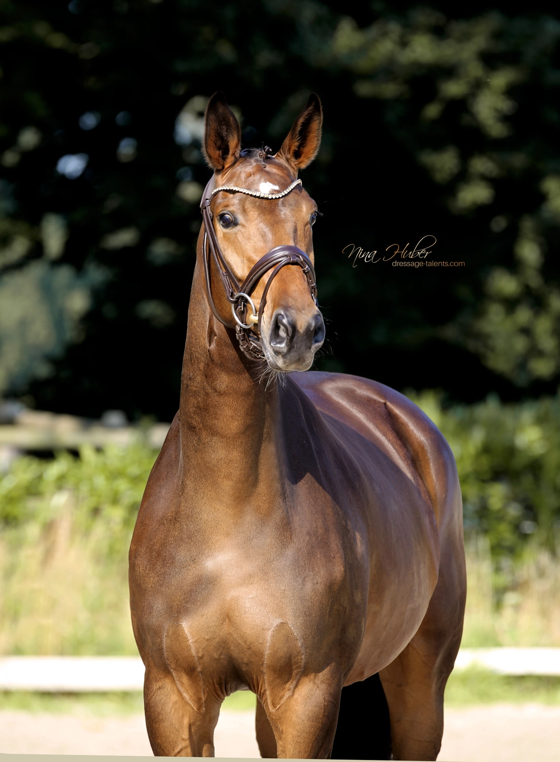 Dressurtalente – Fotografie – Pferd Sheila