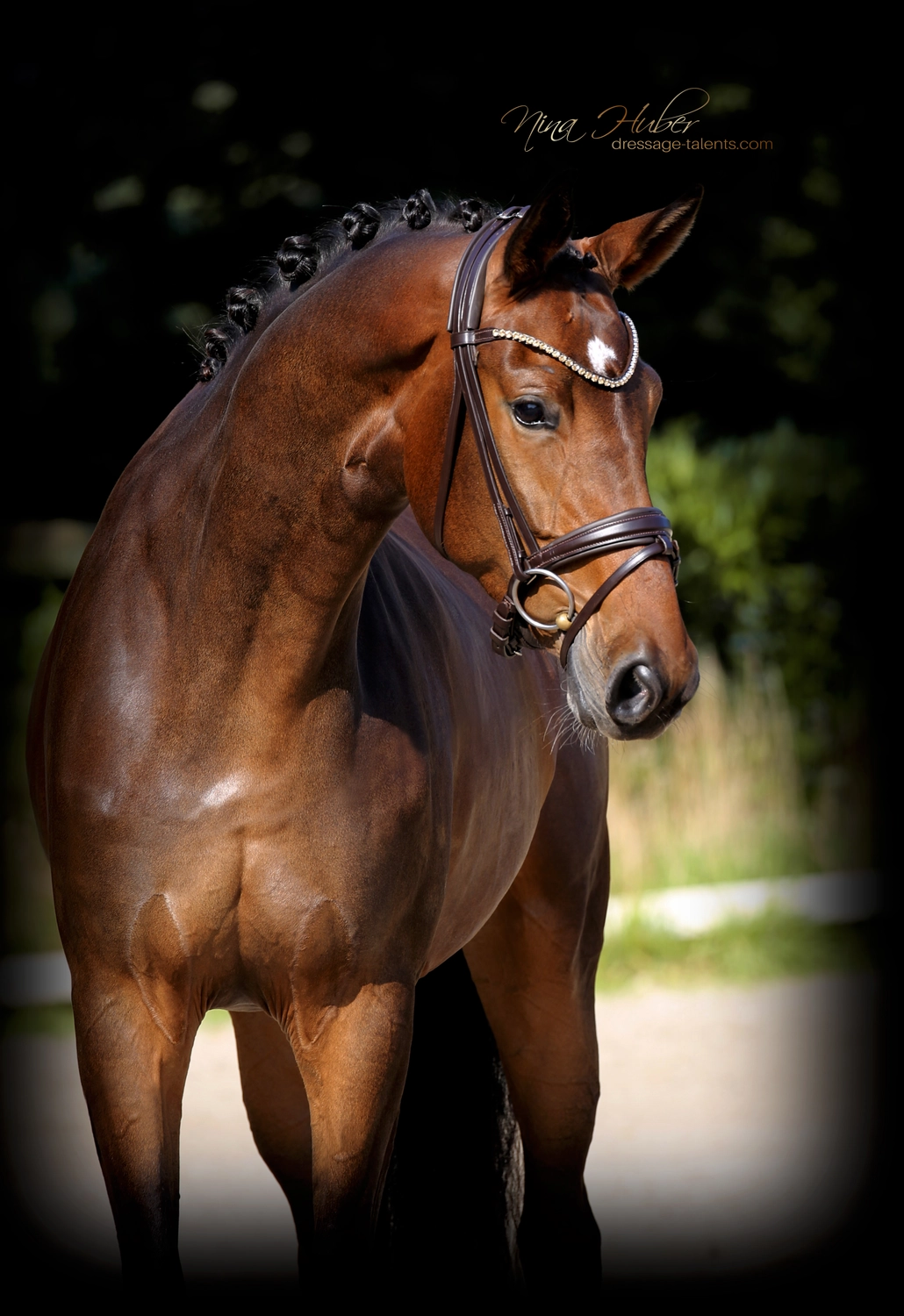Dressage Talents - photography - horses