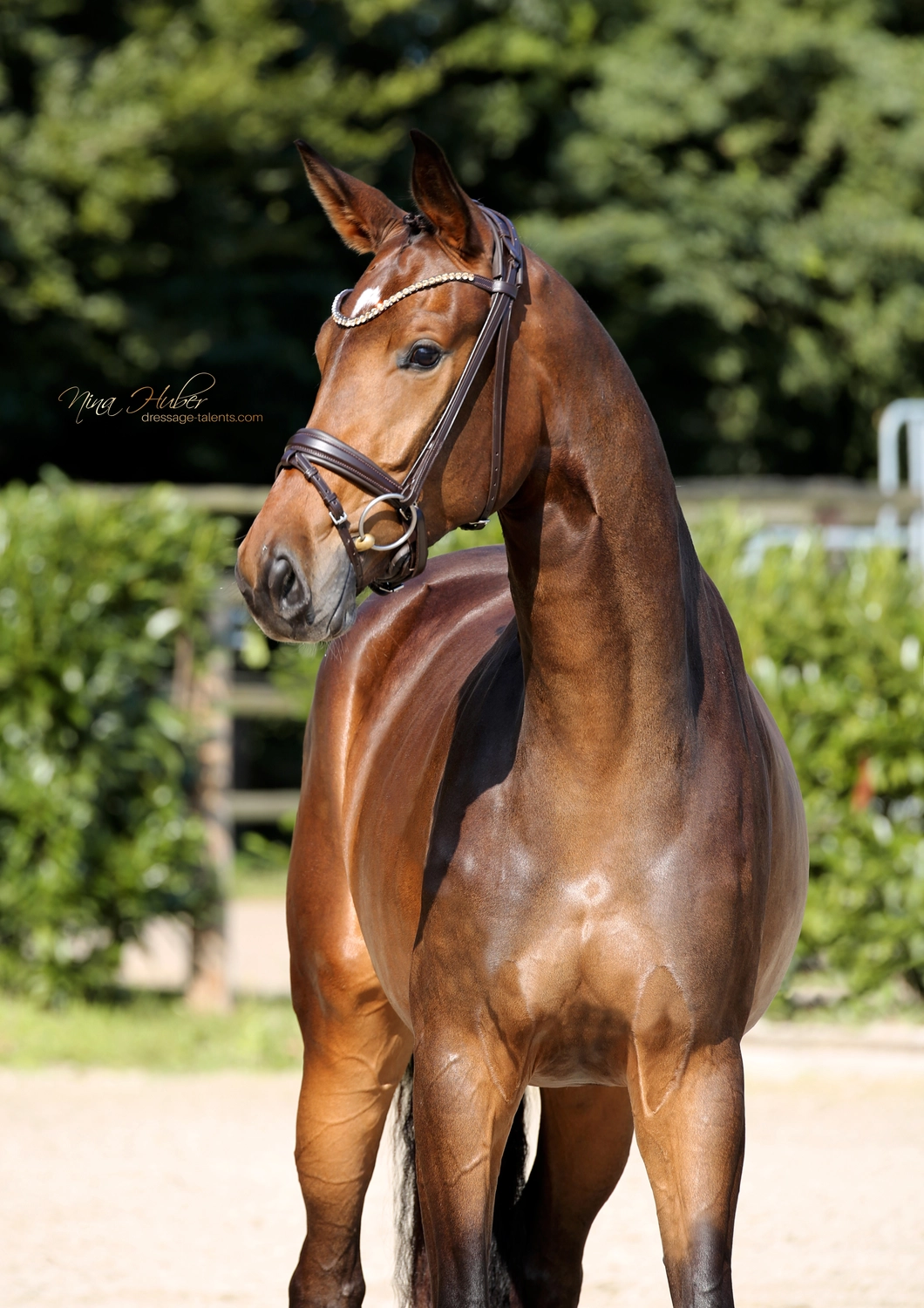 Dressurtalente – Fotografie – Pferd Sheila