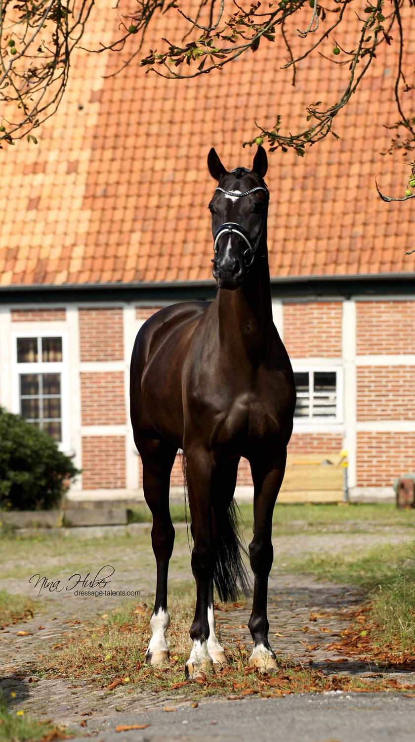 Dressurtalente – Fotografie – Pferd Shezaan