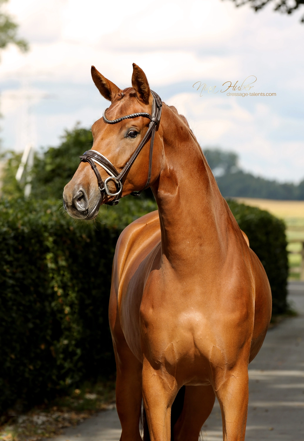 Dressage Talents - photography - horse Vive Belle