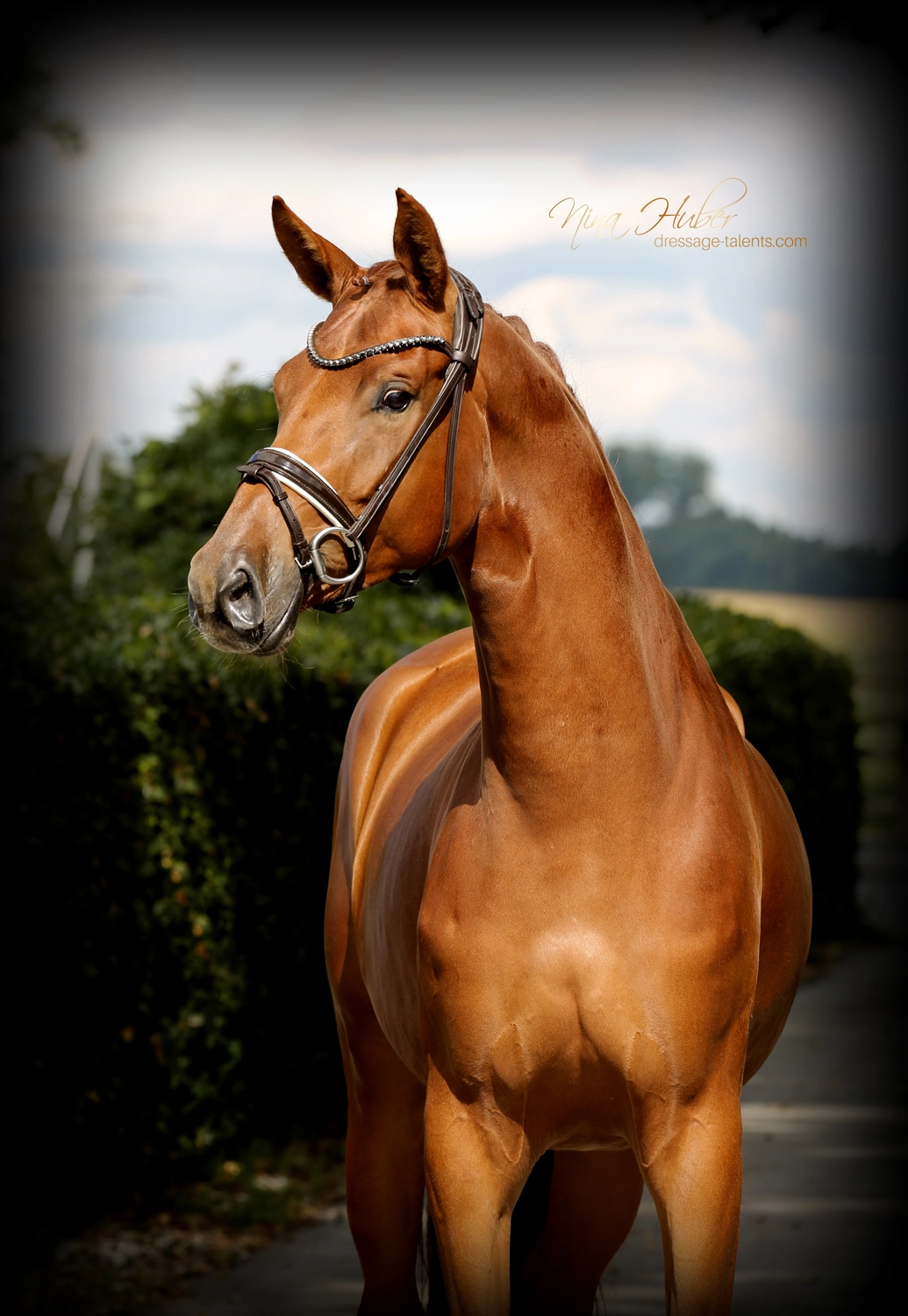 Dressage Talents - photography - horse Vive Belle