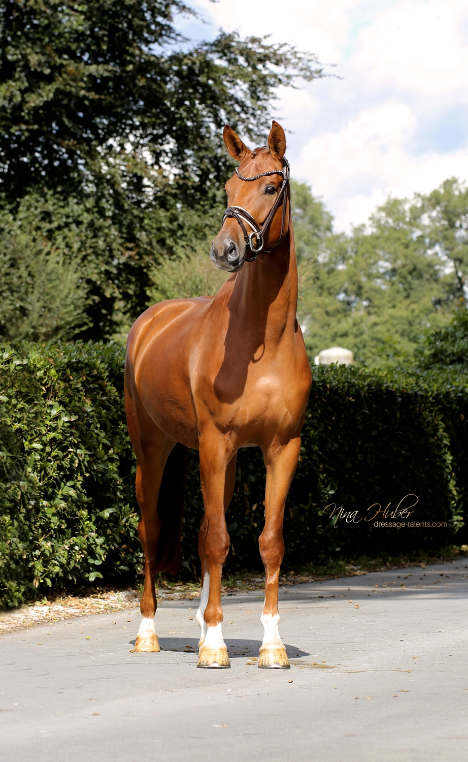 Dressage Talents - photography - horse Vive Belle