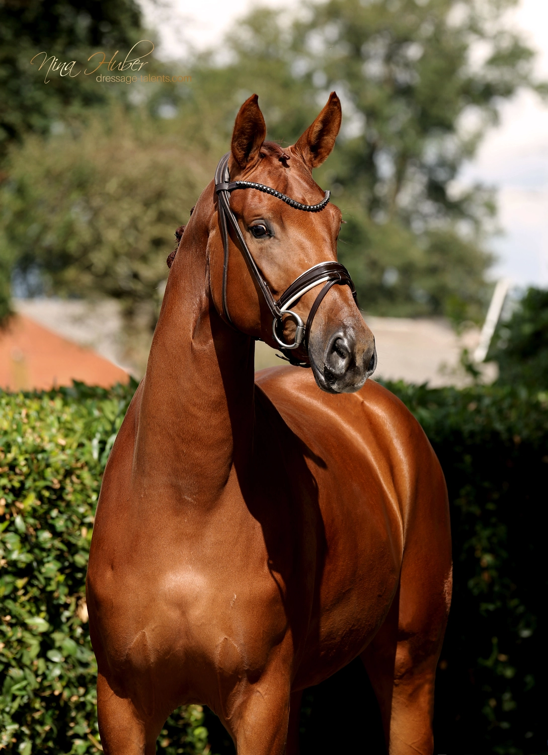 Dressage Talents - photography - horse Vive Belle