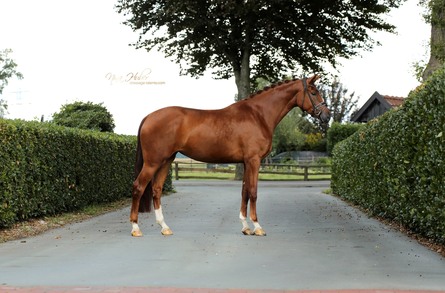 Dressage Talents - photography - horse Vive Belle