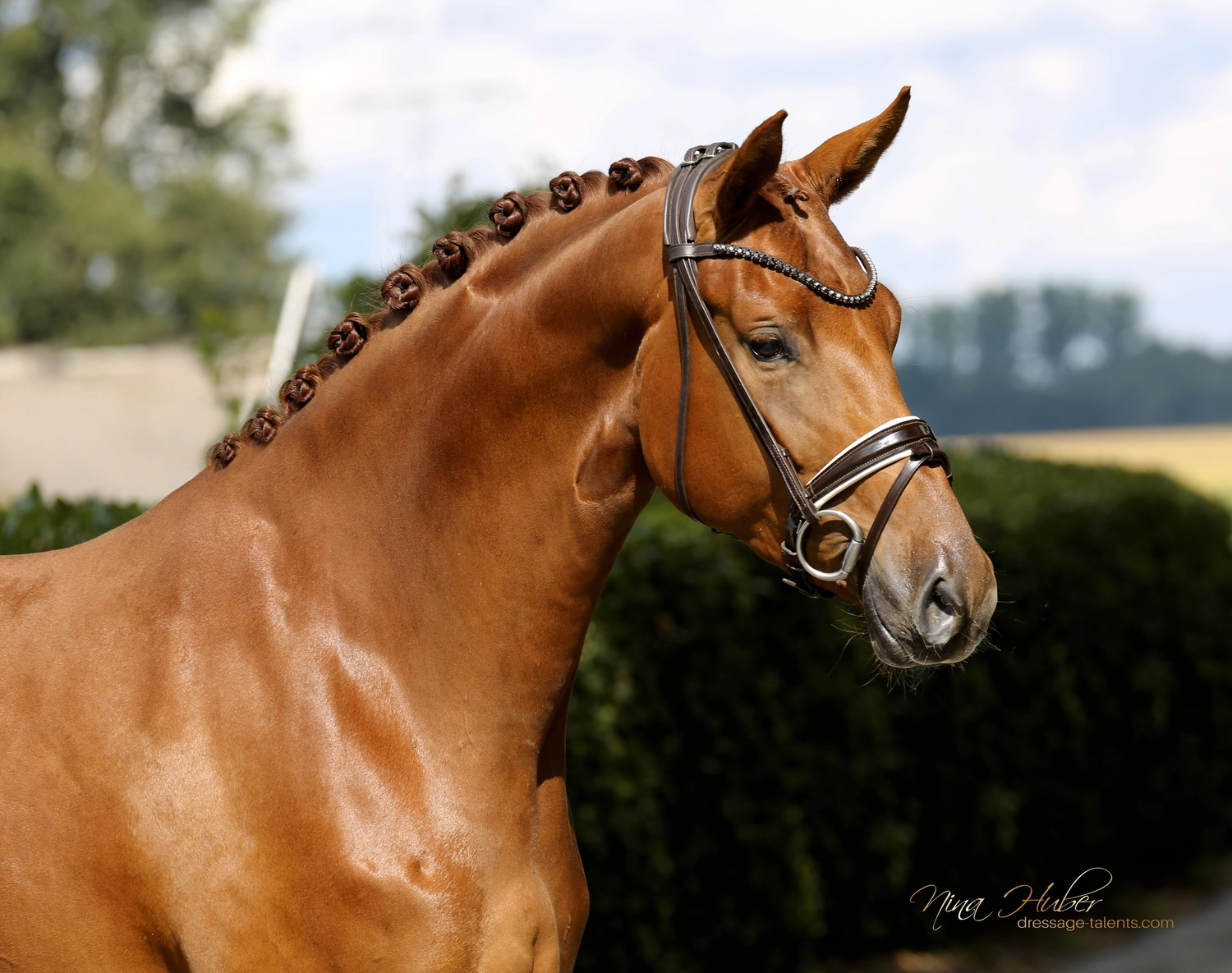 Dressage Talents - photography - horse Vive Belle