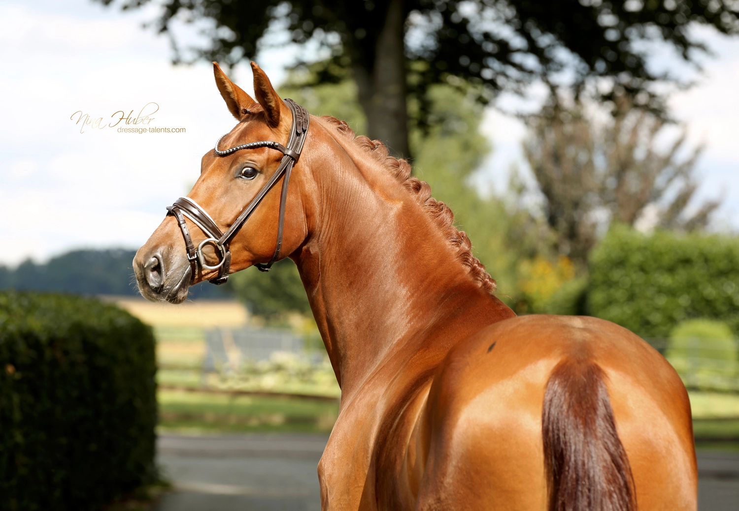 Dressage Talents - photography - horse Vive Belle