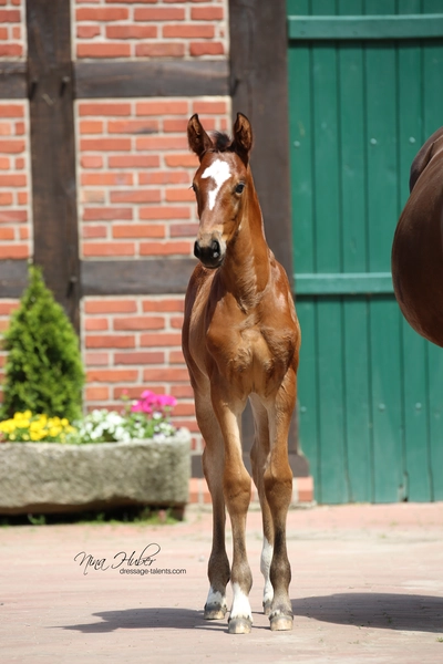 Dressage Talents - photography - horse golden girl