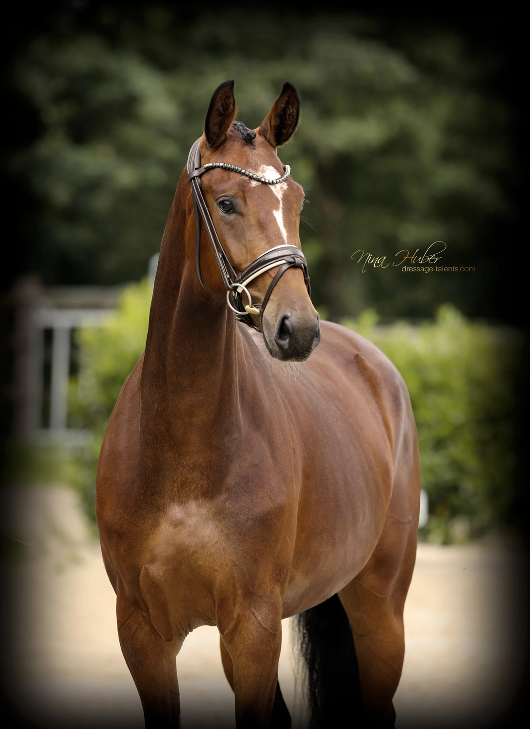 Dressage Talents - photography - horses
