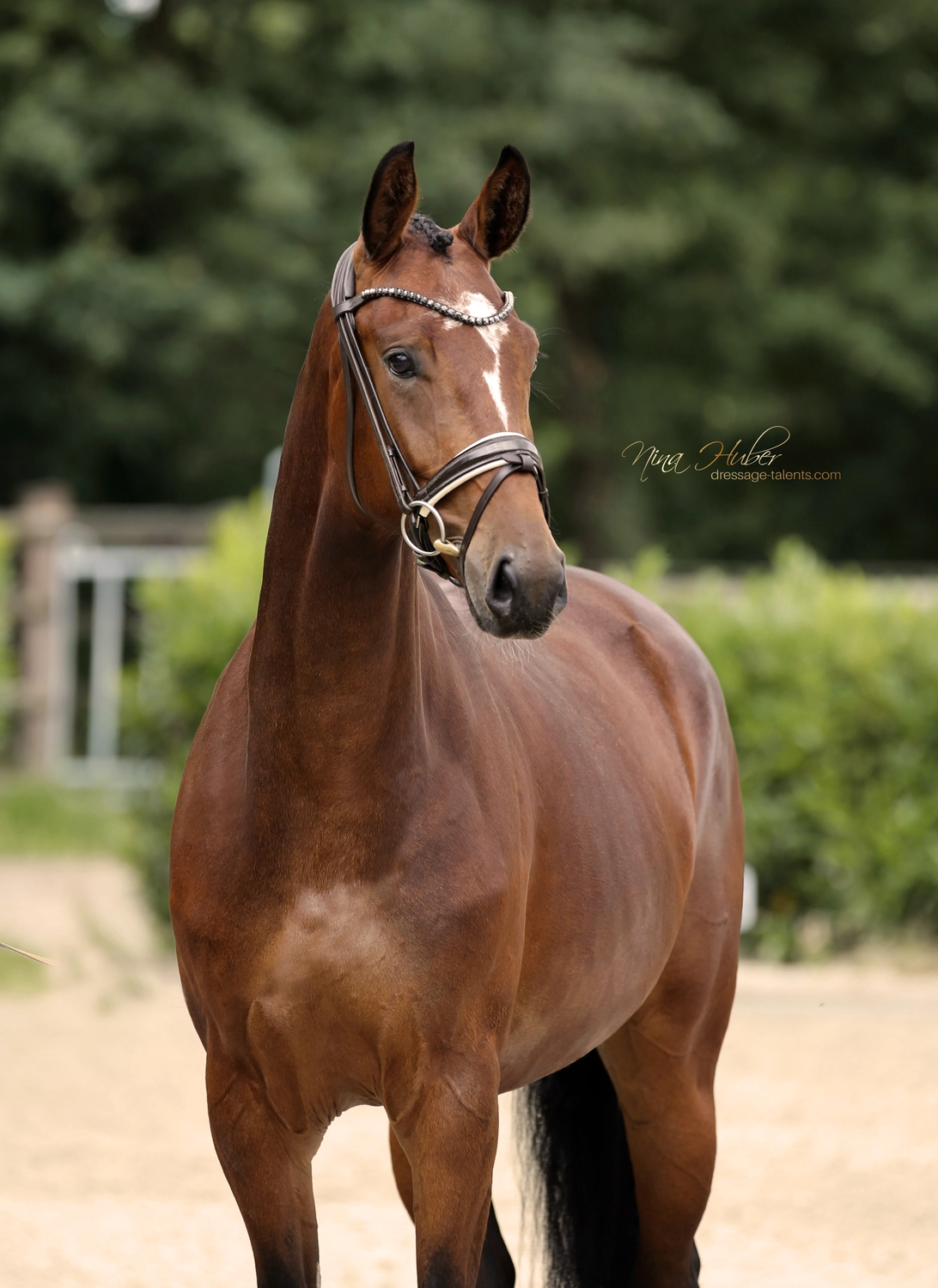 Dressage Talents - photography - horse golden girl